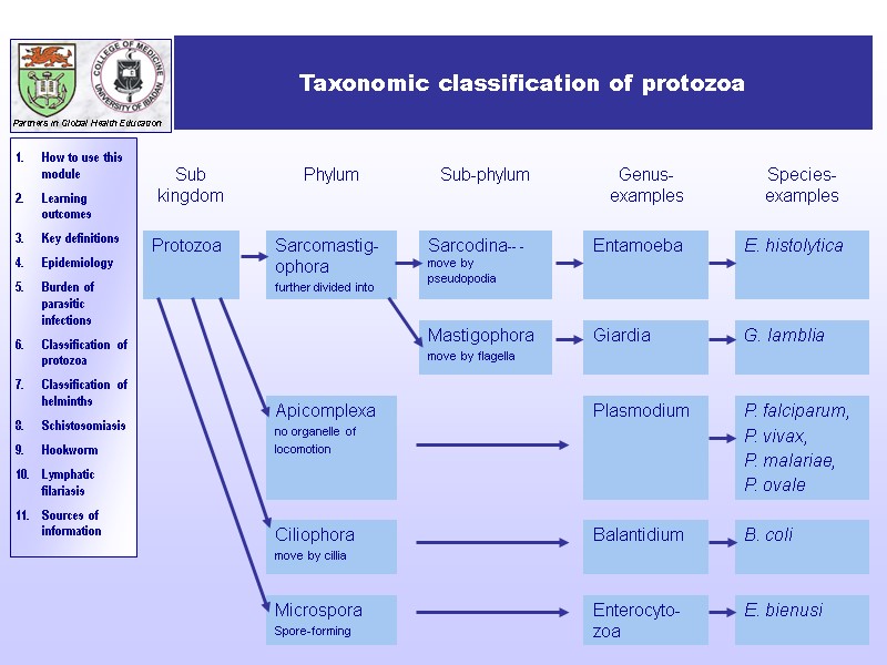 Taxonomic classification of protozoa